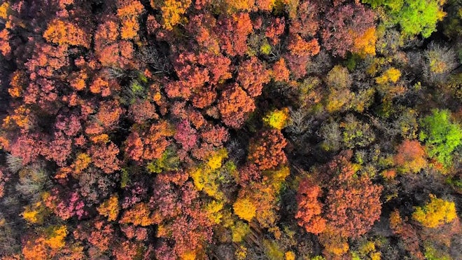 Aerial Of A Colorful Forest