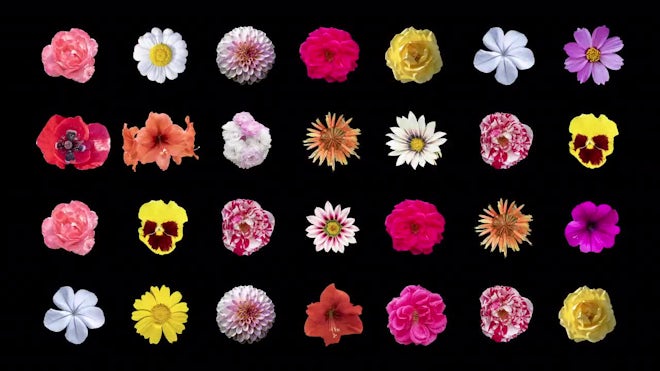 Flowers Stop Motion On Black